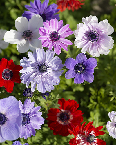 ANEMONE CORONARIA ST BRIGID MIX 100 kusov